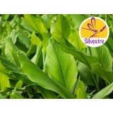 Aceite Esencial de Cúrcuma Silvestre BIO - Hojas