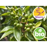 Aceite Esencial de Suganda Kokila Silvestre y BIO