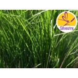 Aceite Esencial de Vetiver Golden - Silvestre